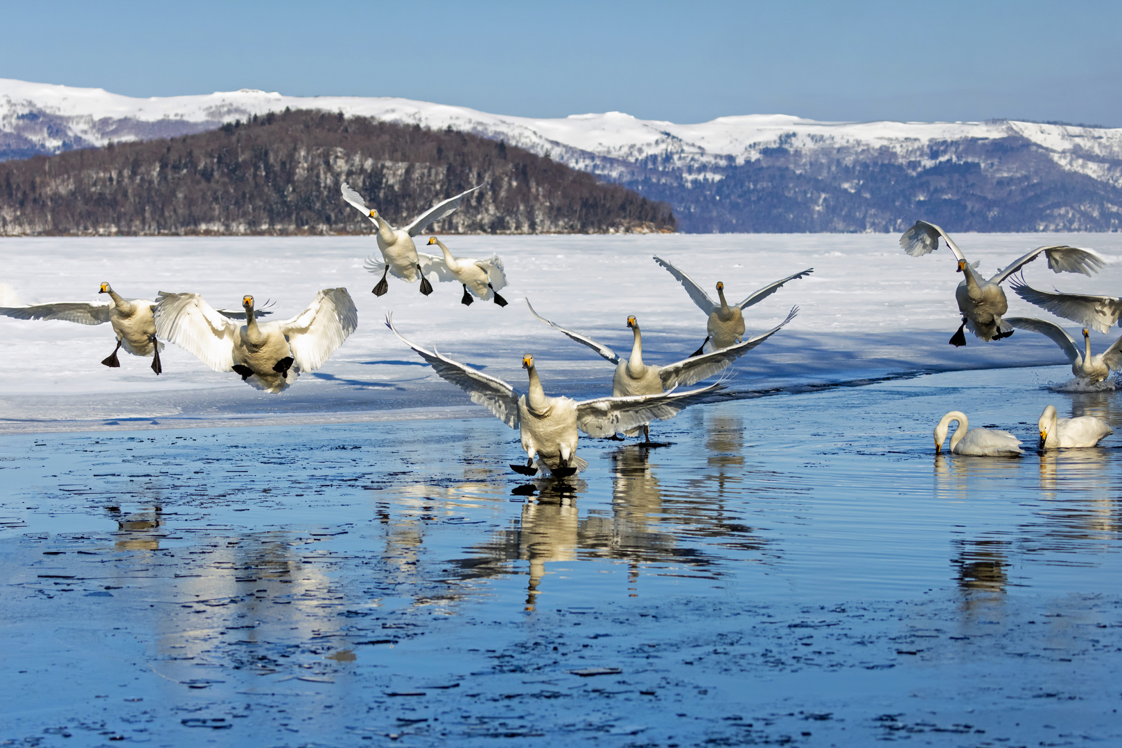 Anflug der Singschwäne