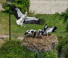 Anflug des Altstorchs