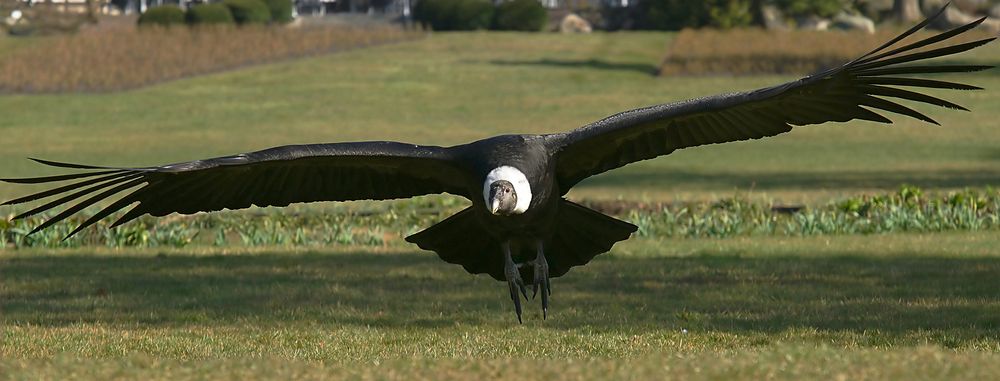 Anflug des Andenkondors