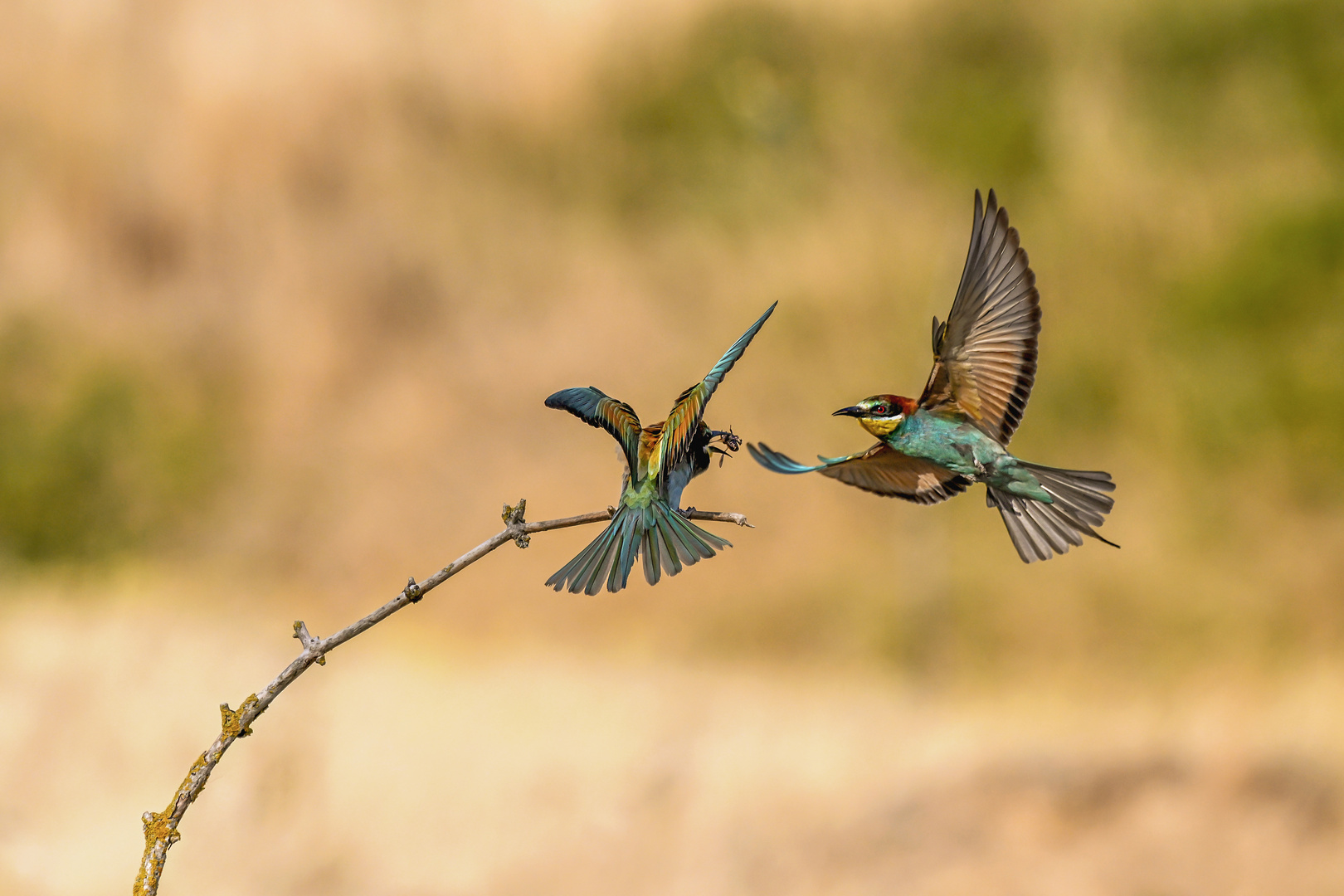 Anflug des Futter-Diebes