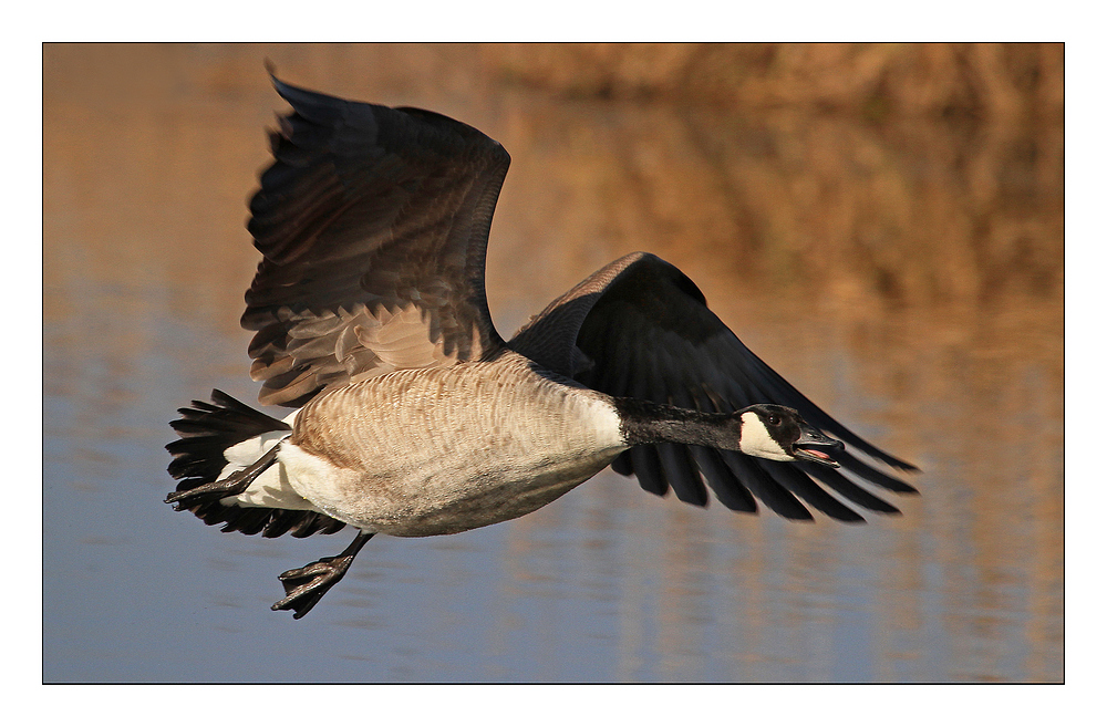 Anflug des Kanadiers