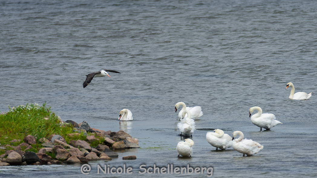 Anflug des Schwarzbrauenalbatrosses