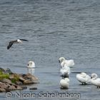 Anflug des Schwarzbrauenalbatrosses