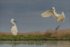 Anflug des Silberreiher