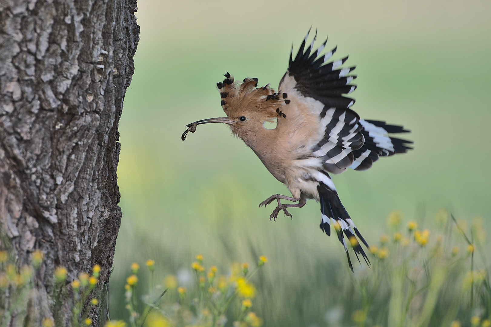 Anflug des Wiedehopfes 