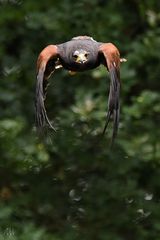 anflug des wüstenbussards