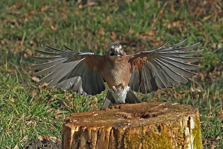 Anflug - Eichelhäher