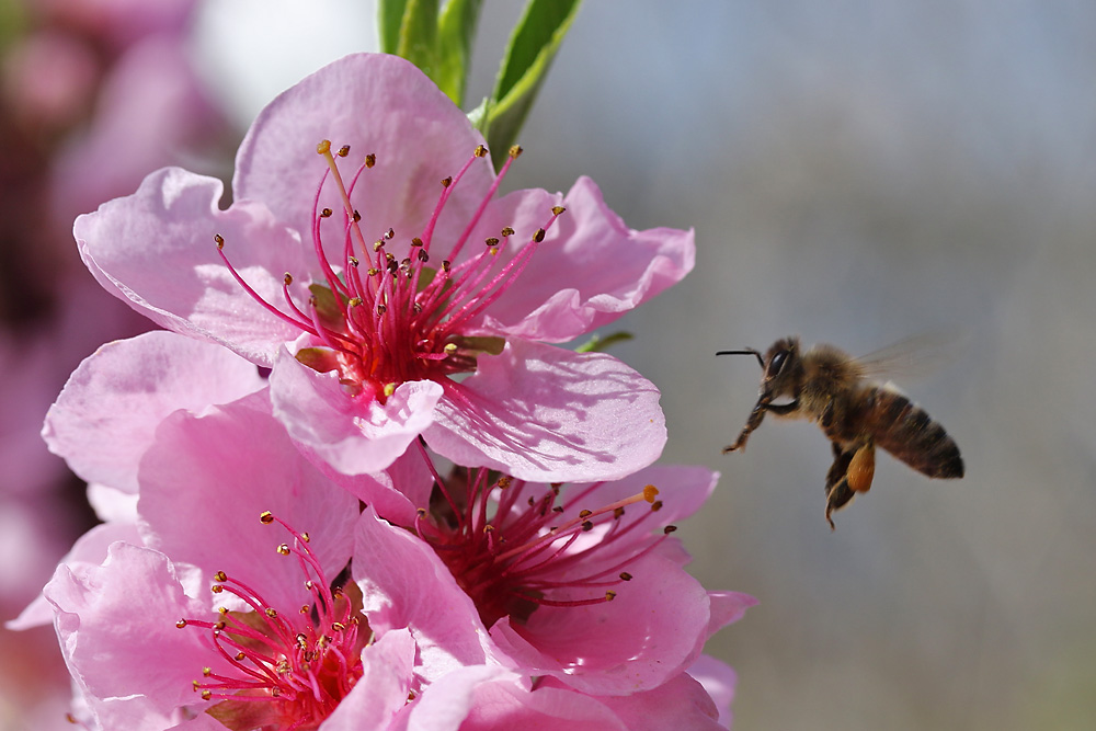 Anflug einer Biene auf´s Blütenparadies