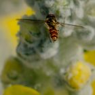 Anflug einer Schwebfliege