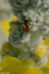 Anflug einer Schwebfliege