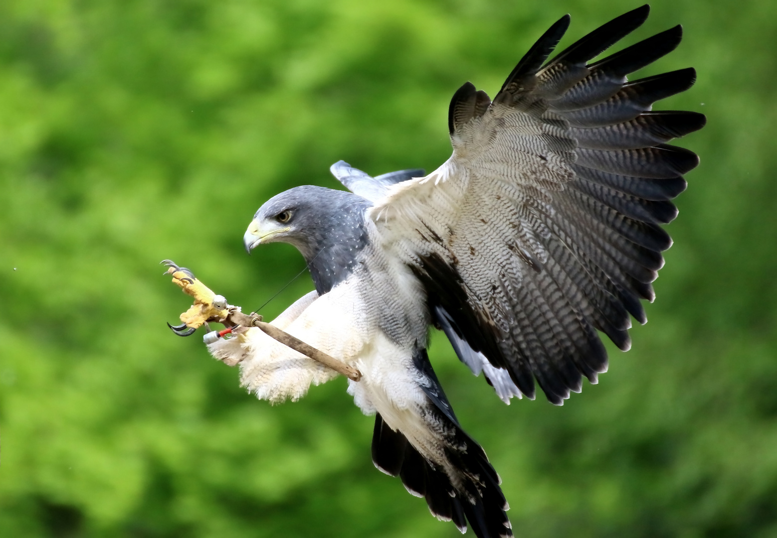 Anflug eines Blaubussards auf den Falkner, im Wildpark Lüneburger Heide