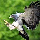 Anflug eines Blaubussards auf den Falkner, im Wildpark Lüneburger Heide