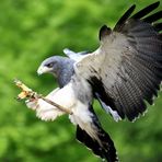 Anflug eines Blaubussards auf den Falkner, im Wildpark Lüneburger Heide