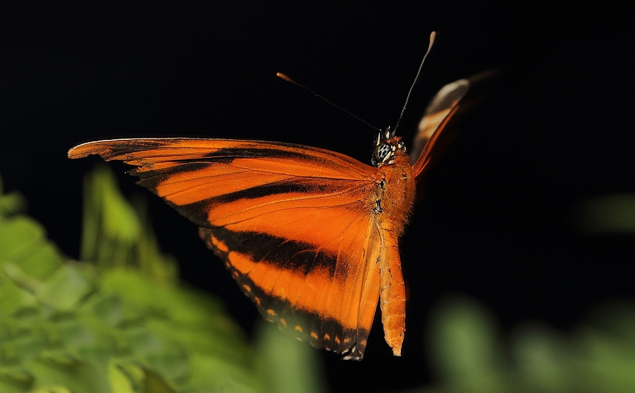 Anflug eines Fackel (Dryadula phaetusa)