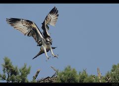 Anflug eines Fischadlers