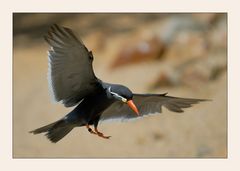 Anflug eines flinken Vogels