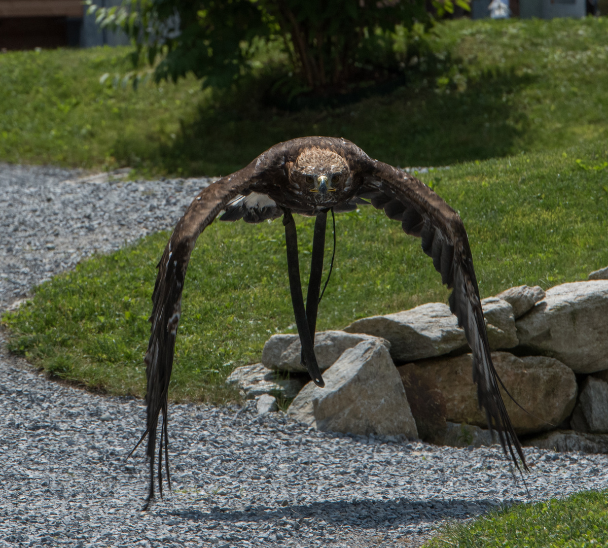 Anflug eines Steinadlers