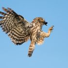 Anflug eines Steinkauz-Weibchens auf Bruthöhle