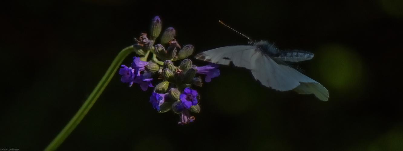 Anflug einmal anders