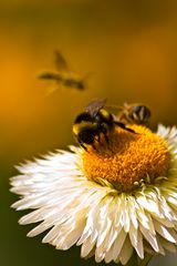 Anflug... Honig Marsch!