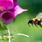 Anflug Hummel