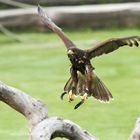 Anflug II, Wüstenbussard