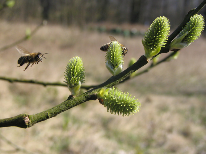 Anflug im Frühling