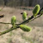 Anflug im Frühling