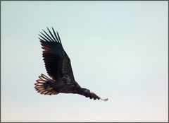 Anflug im Gegenlicht