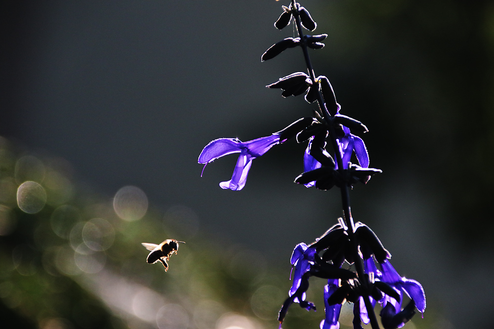 Anflug im Gegenlicht