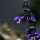 Anflug im Gegenlicht