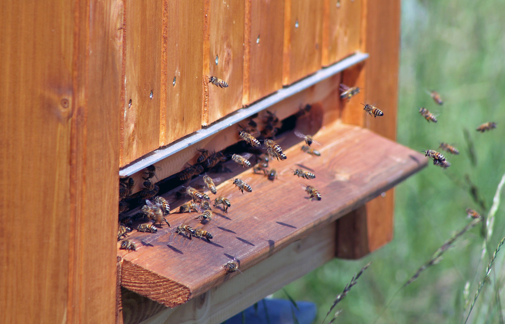 Anflug im Hochsommer