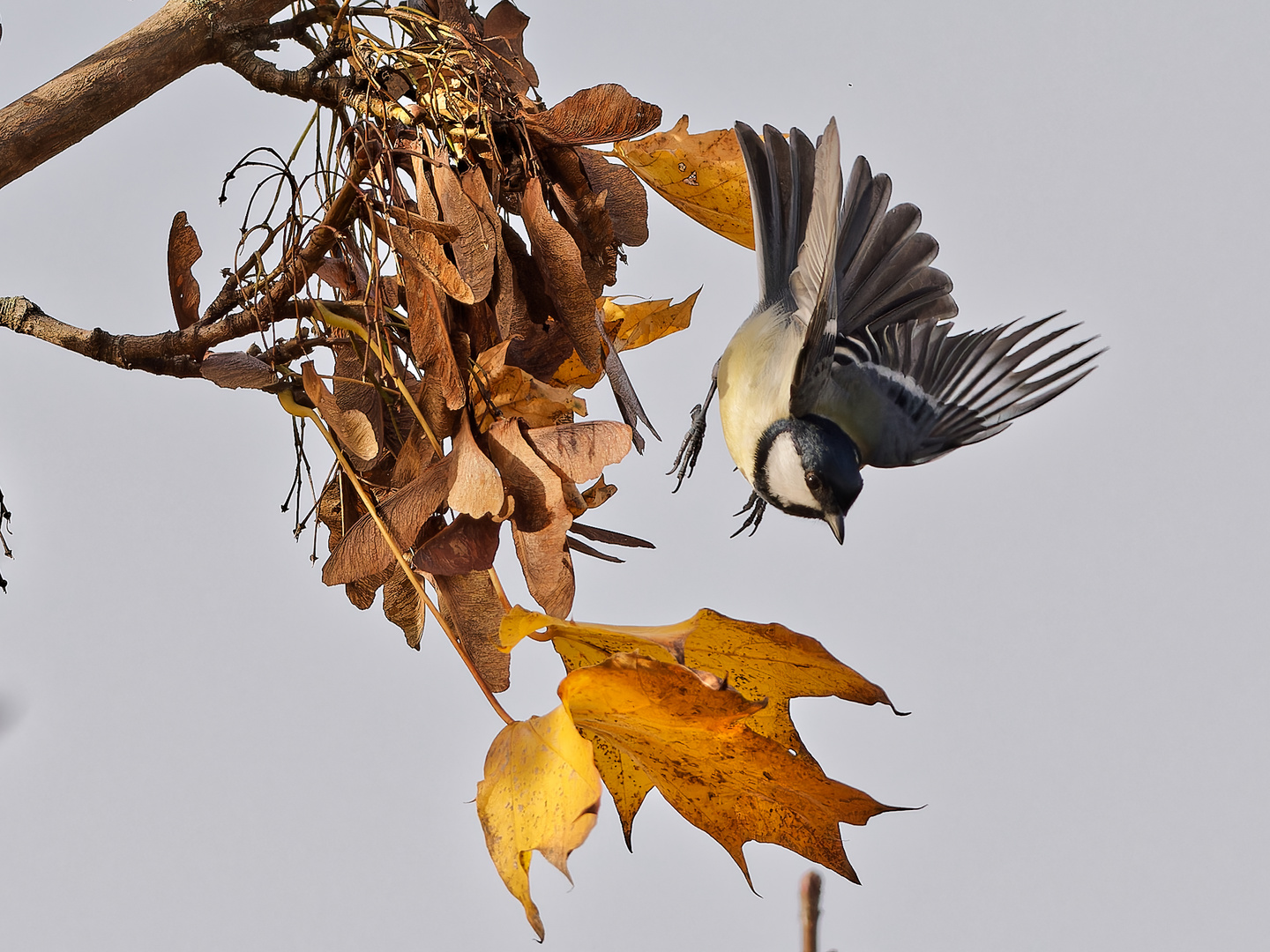 Anflug im Morgenlicht I