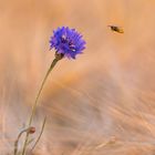 Anflug im Weizenfeld