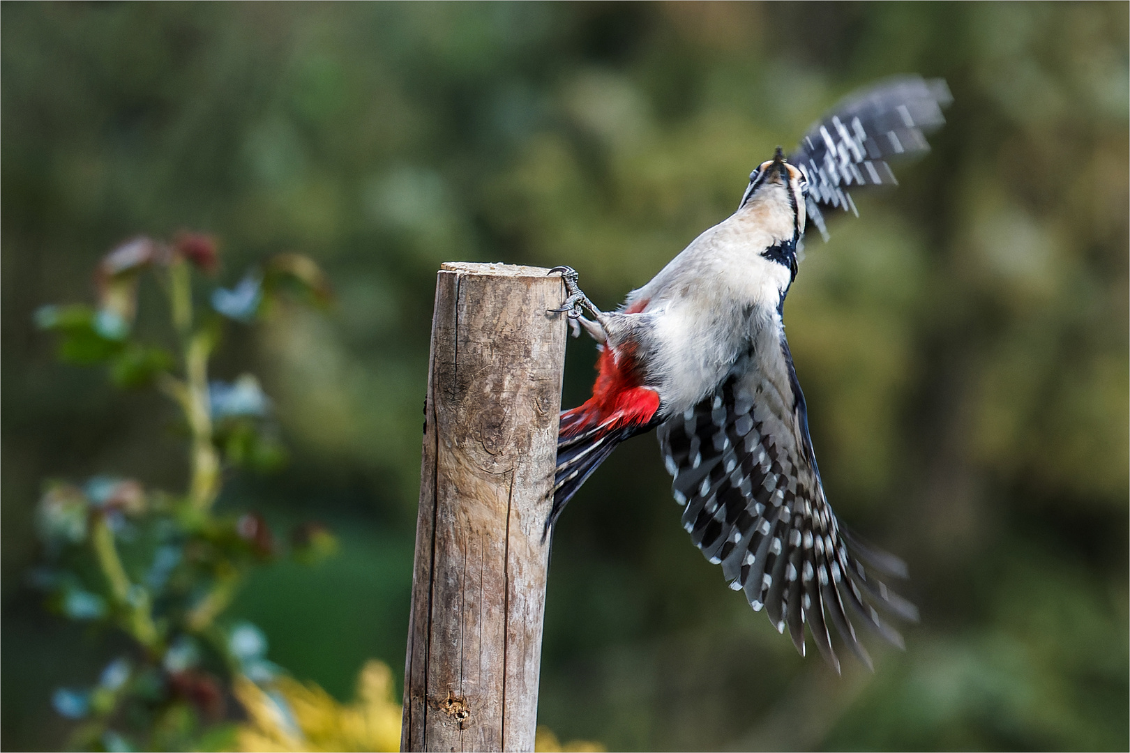 Anflug in abbeldwatscher Haltung  .....