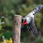 Anflug in abbeldwatscher Haltung  .....