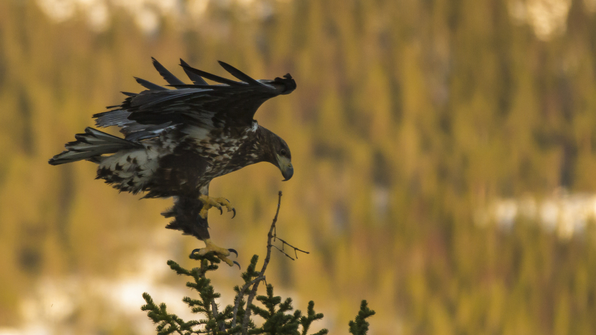  Anflug Krallen ausfahren Landen 