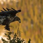  Anflug Krallen ausfahren Landen 