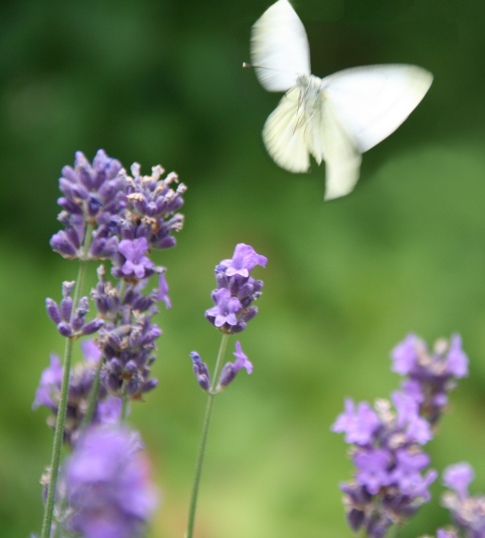 Anflug Lavendel