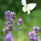 Anflug Lavendel