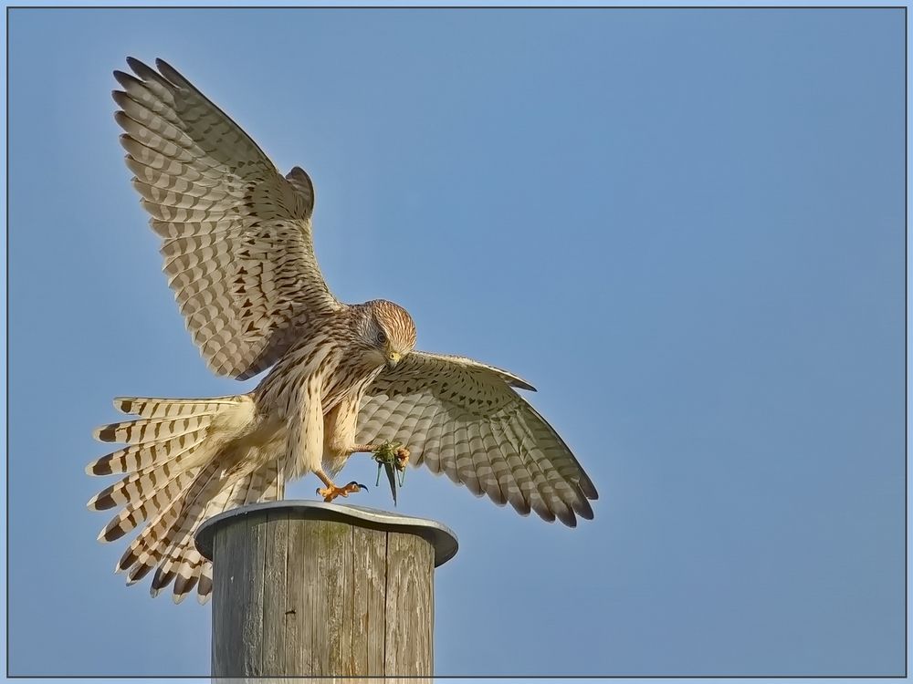 Anflug mit Beute ...