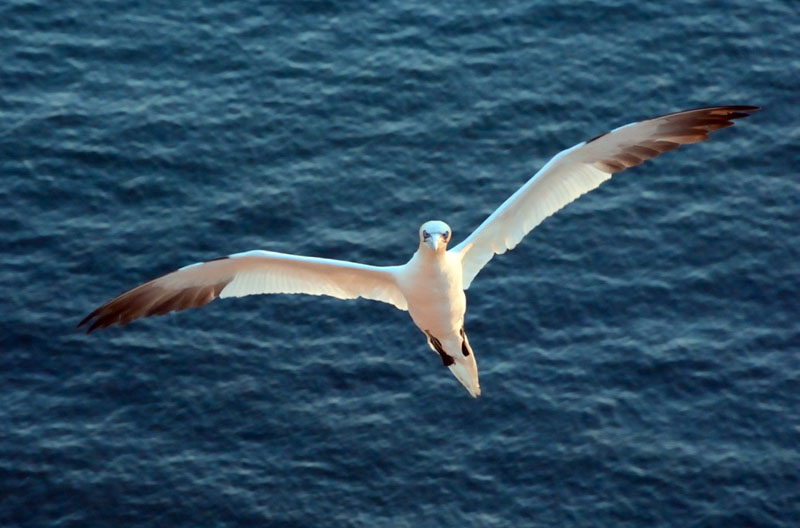 Anflug mit Blickkontakt