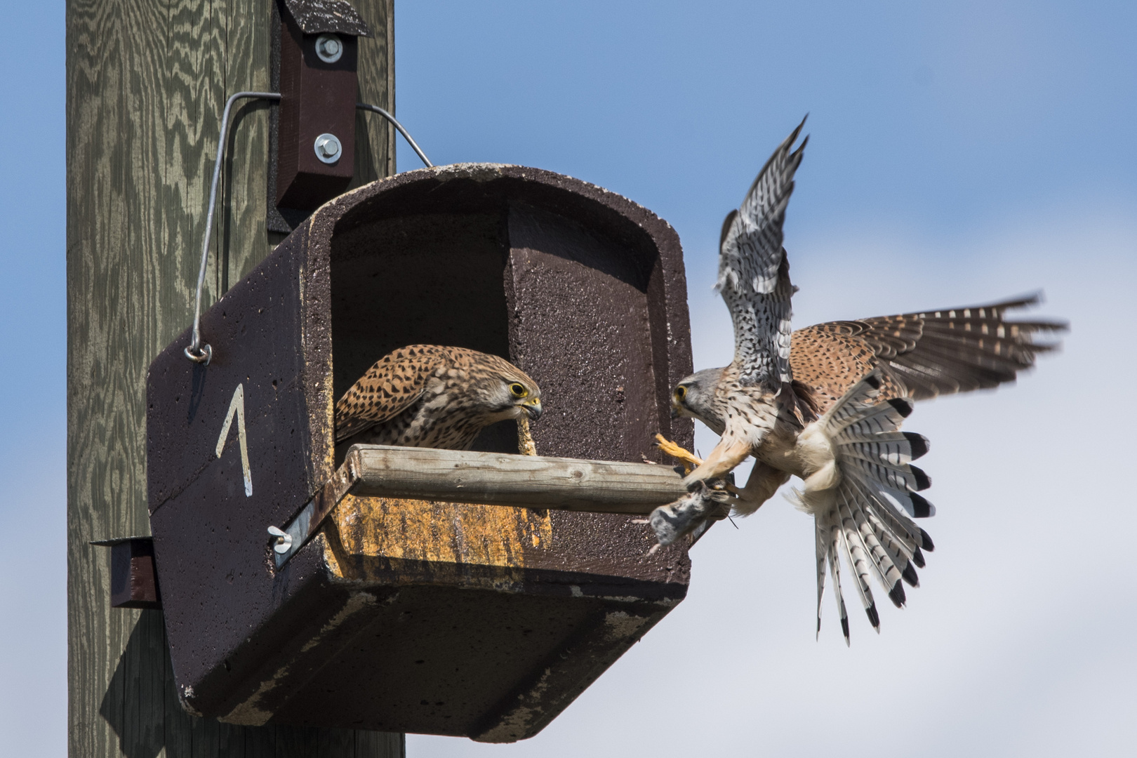 Anflug mit Brautgeschenk