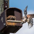 Anflug mit Brautgeschenk