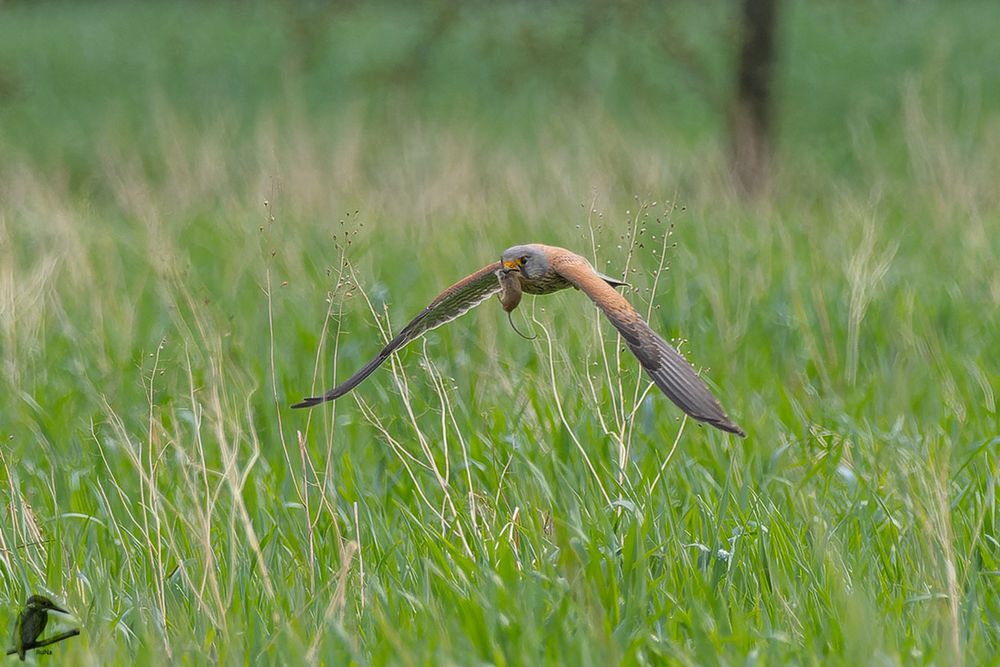 Anflug mit Maus