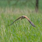 Anflug mit Maus