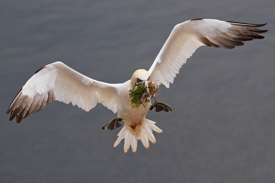 Anflug mit Nistmaterial