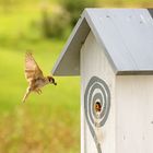 Anflug oder hungrig