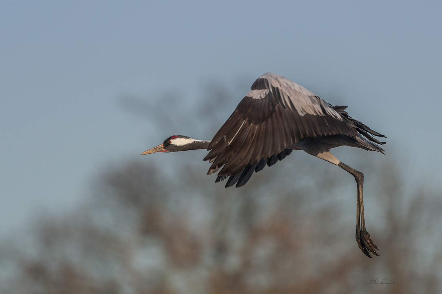 anflug pose