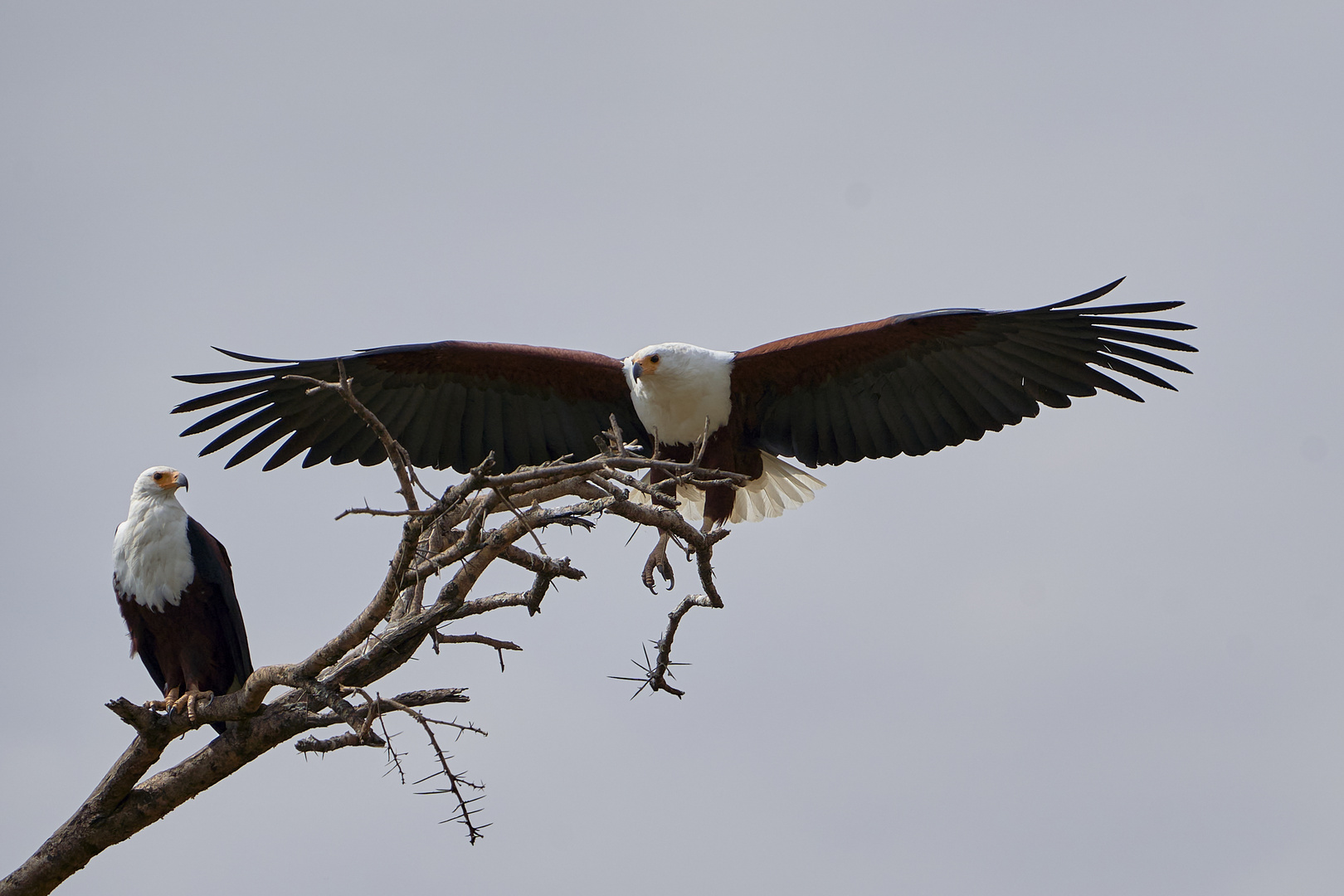 Anflug Schreiseeadler, Teil 2